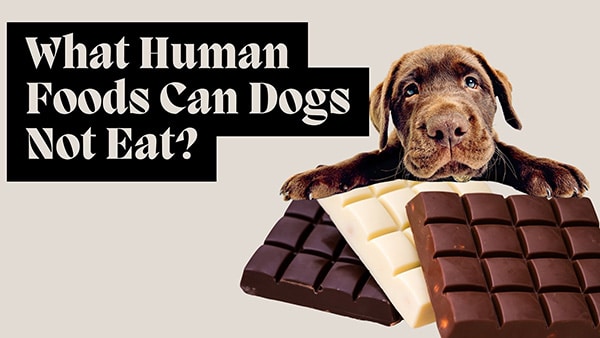 What Human Foods Can Dogs Not Eat